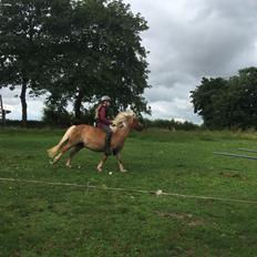 Anden særlig race Svale