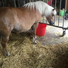 Anden særlig race Svale