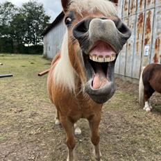 Anden særlig race Svale