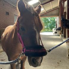 Anden særlig race Fenja