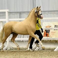 Tysk Sportspony Kastanienhof Manhattan