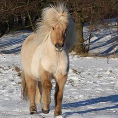 Islænder Taktur fra Sofienborg