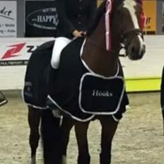 Dansk Varmblod BIRKELY'S APOLOGIZE (POLLE)