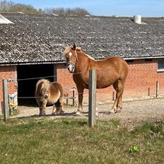 Haflinger Dejzi