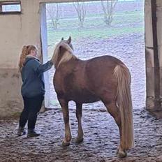 Haflinger Dejzi