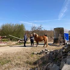 Haflinger Dejzi