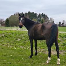 Fuldblod (XX) Lady stella xx