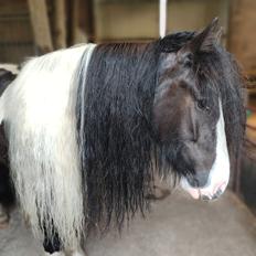 Irish Cob Aaskovs Golden Nala