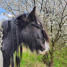 Irish Cob Aaskovs Golden Nala