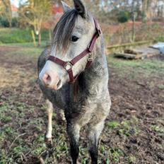 Welsh Pony (sec B) Santana