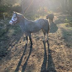 Welsh Pony (sec B) Santana