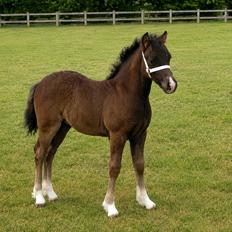 Welsh Pony af Cob-type (sec C) Skovly's Black Dancing Star