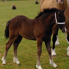 Welsh Pony af Cob-type (sec C) Skovly's Black Dancing Star