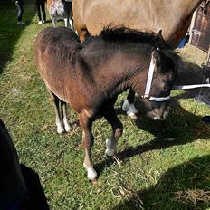 Welsh Pony af Cob-type (sec C) Skovly's Black Dancing Star