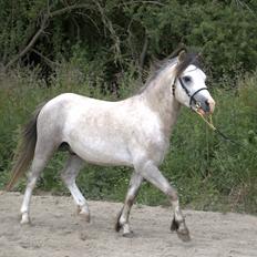 Welsh Mountain (sec A) Dany's reese