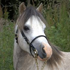 Welsh Mountain (sec A) Dany's reese