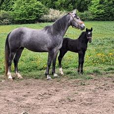 Oldenborg Horsebjerg Vetlanda