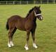 Welsh Pony af Cob-type (sec C) Skovly's Black Dancing Star