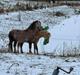 Welsh Mountain (sec A) Belle's milo