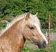 Welsh Mountain (sec A) Belle's milo