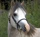Welsh Mountain (sec A) Dany's reese