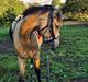 Palomino Flying aragorn