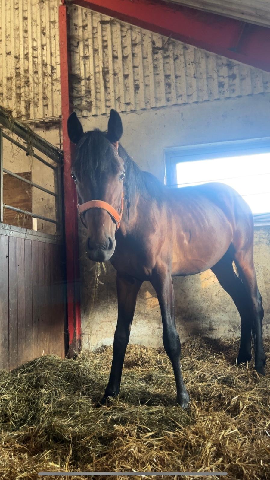 Zangersheide Nøragers Super size me - Fra tidligere ejer billede 1