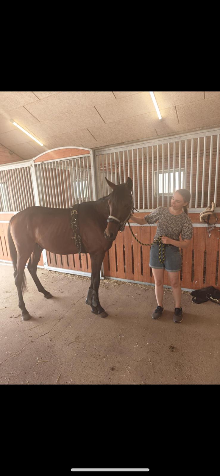 Zangersheide Nøragers Super size me billede 2