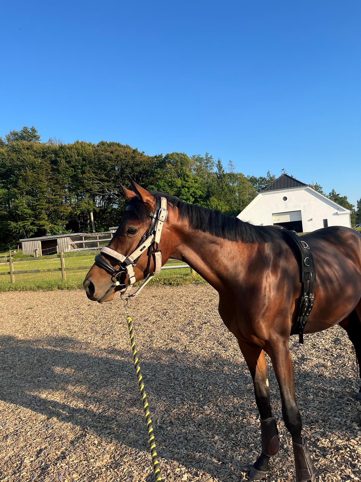 Zangersheide Nøragers Super size me billede 3