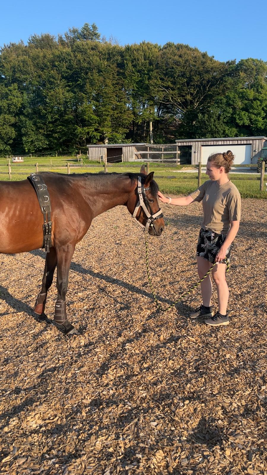 Zangersheide Nøragers Super size me billede 4