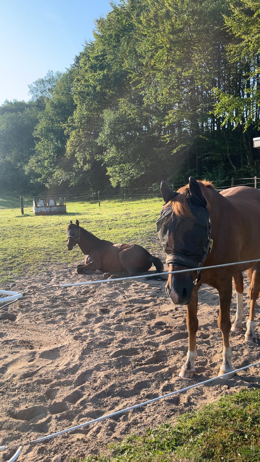 Zangersheide Nøragers Super size me billede 5