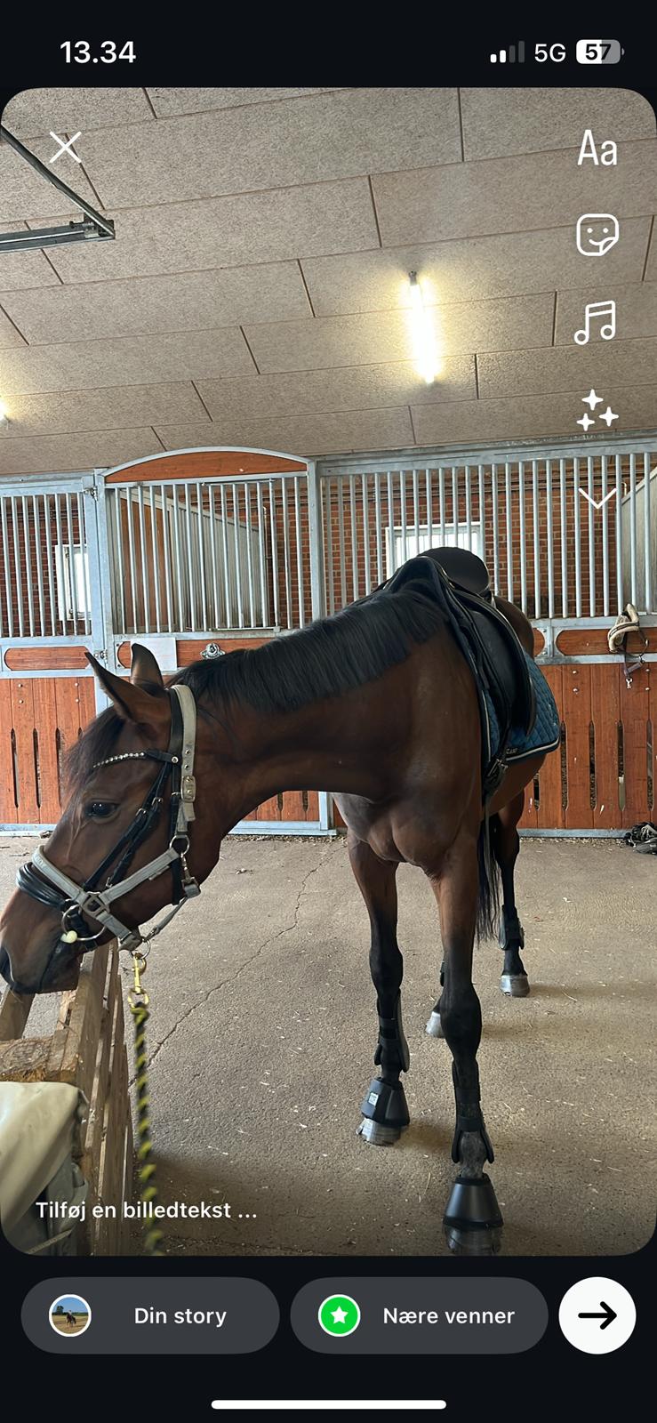 Zangersheide Nøragers Super size me billede 6