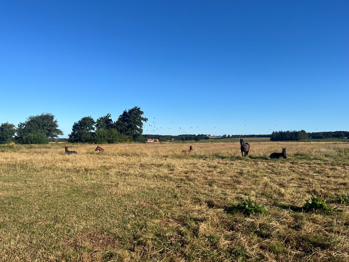 Zangersheide Nøragers Super size me billede 8
