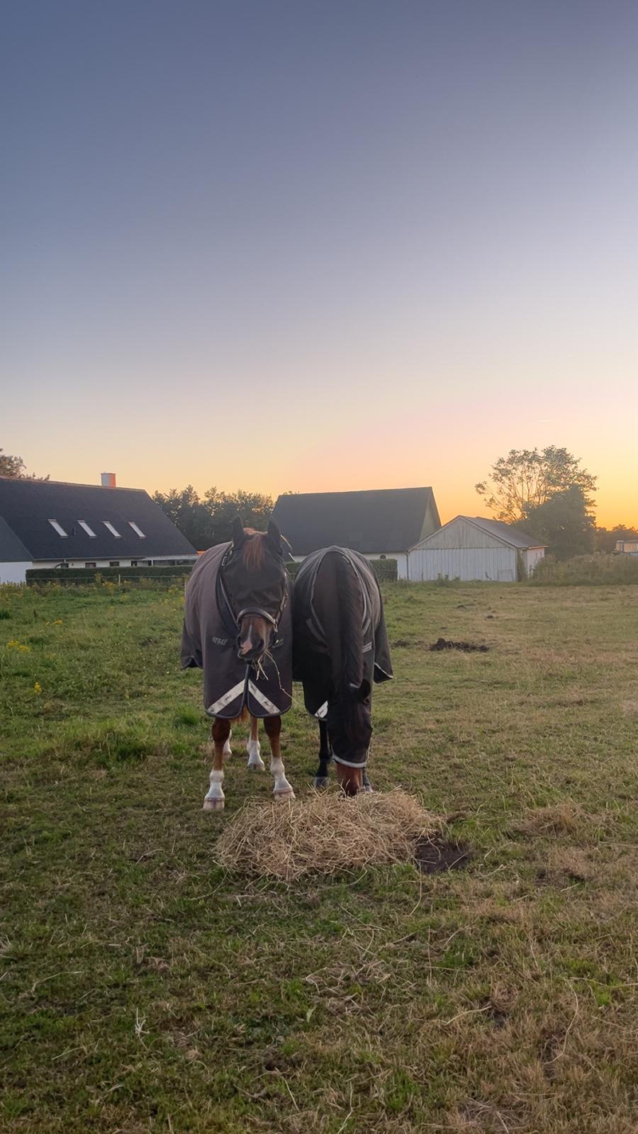 Zangersheide Nøragers Super size me - Sammen med hans bedste ven billede 7