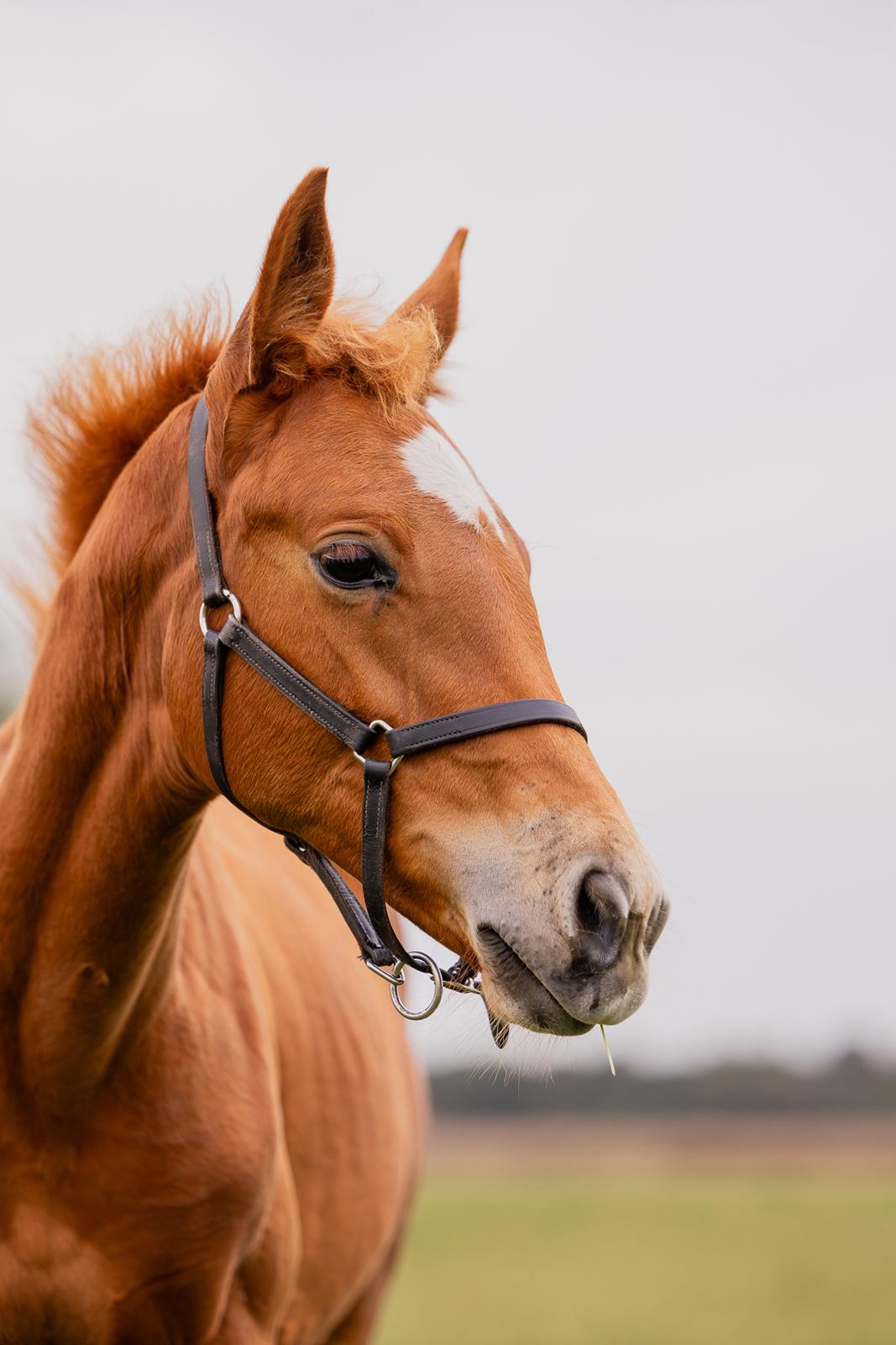 Dansk Varmblod Maserati billede 12