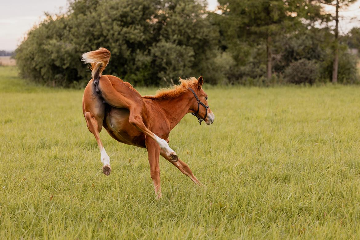 Dansk Varmblod Maserati billede 13