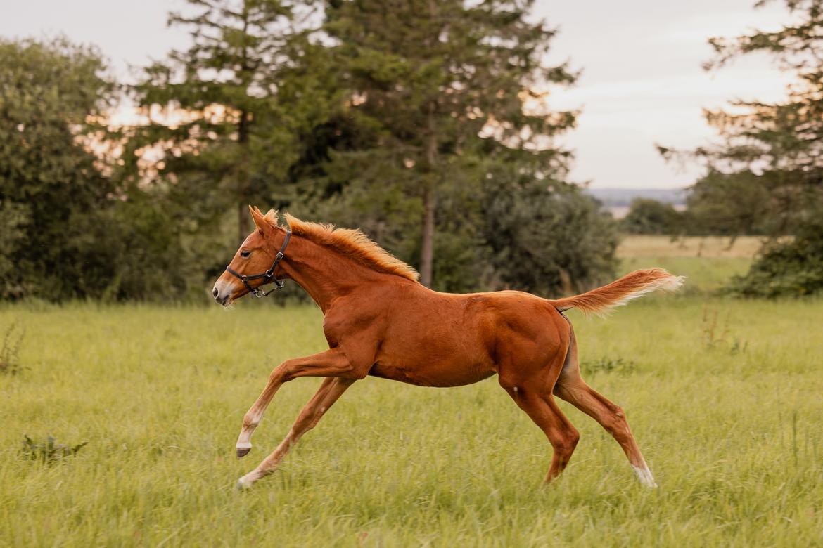 Dansk Varmblod Maserati billede 15