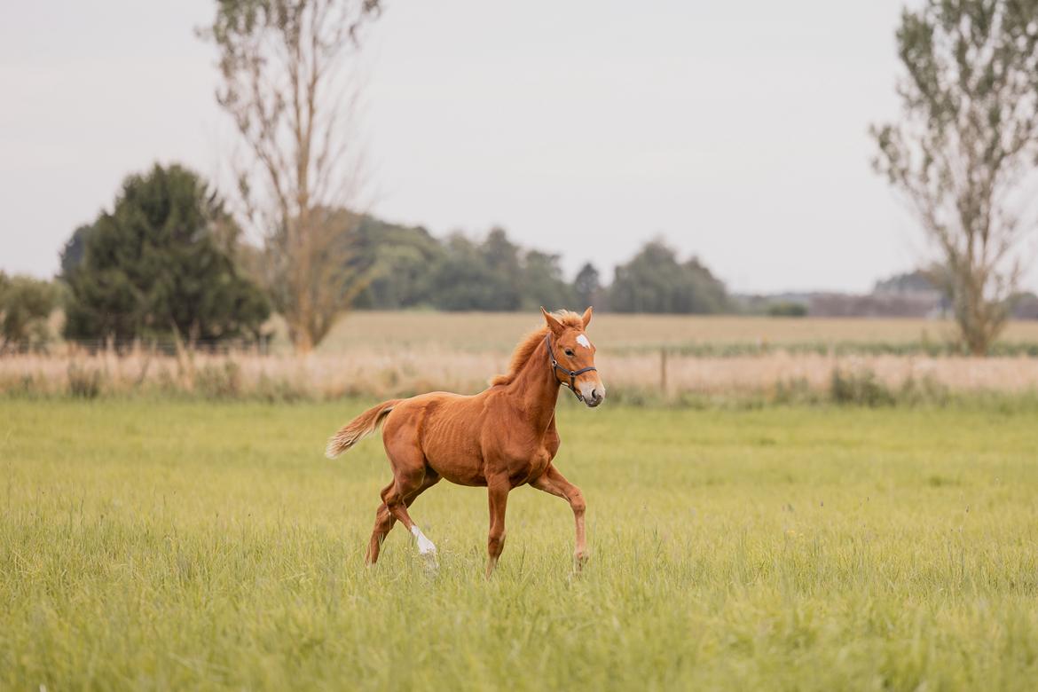 Dansk Varmblod Maserati billede 17