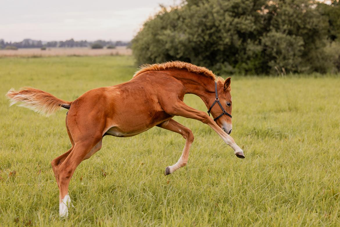 Dansk Varmblod Maserati billede 19
