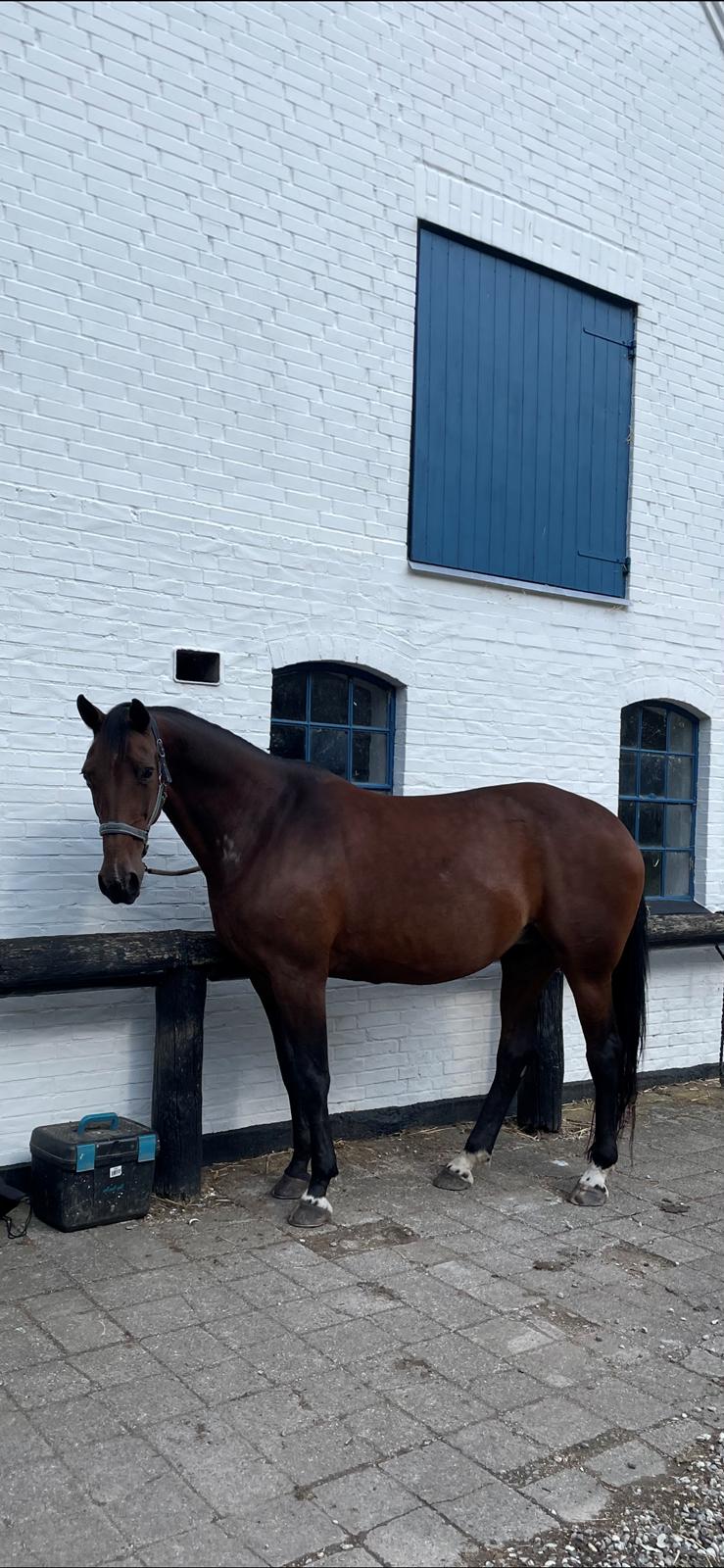 Anden særlig race - Donna billede 44
