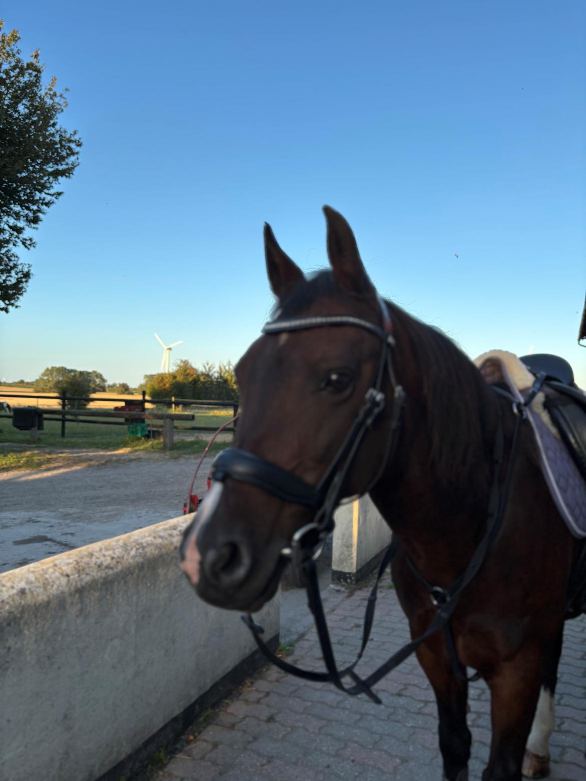 New Forest Athos billede 1