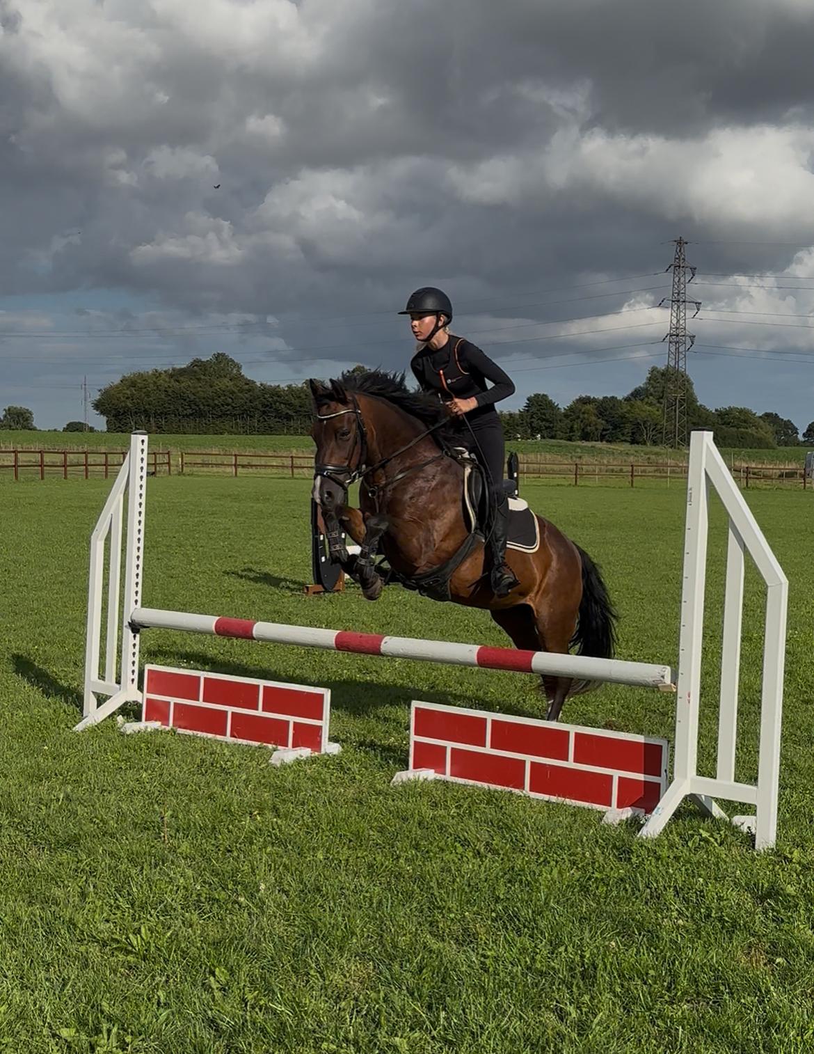 New Forest Athos billede 3