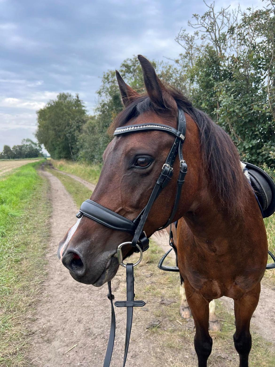 New Forest Athos billede 5