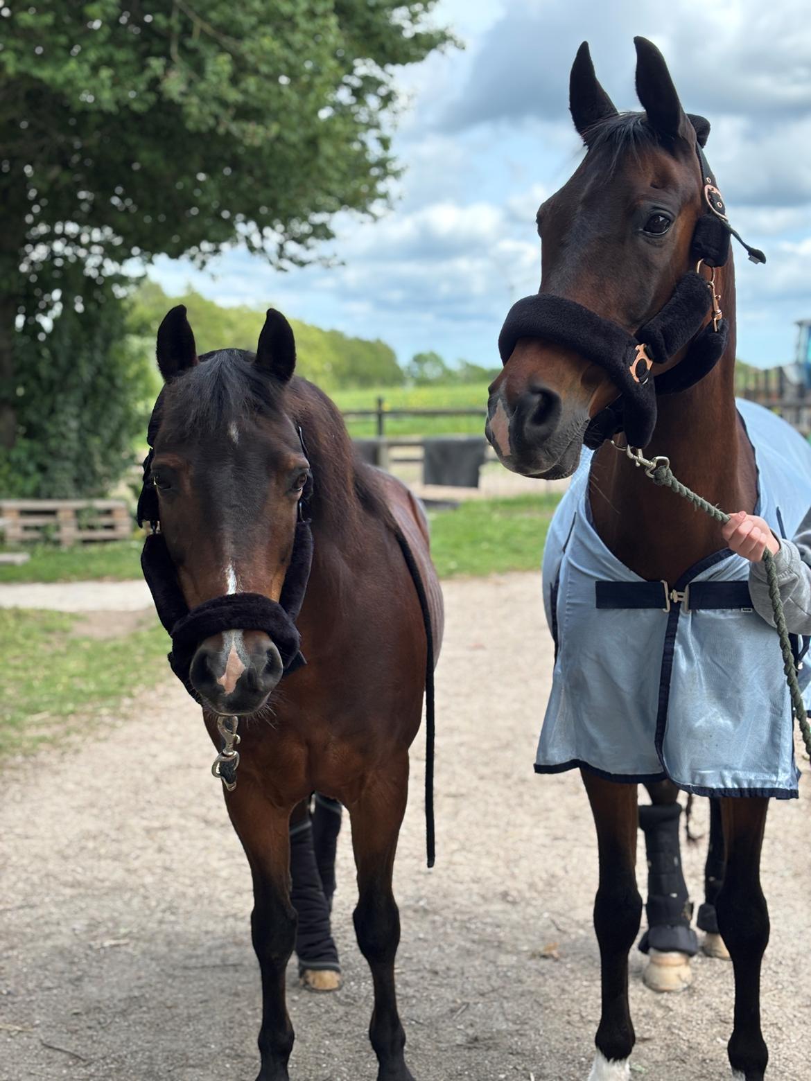 New Forest Athos billede 10