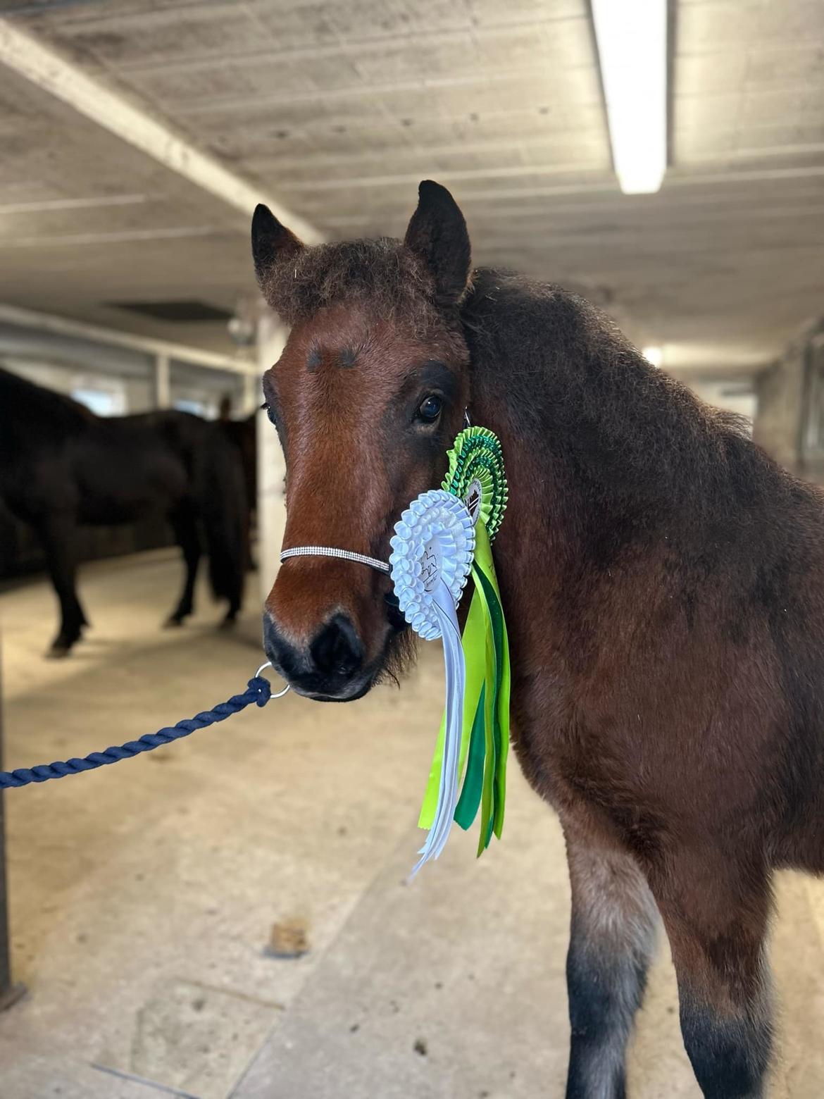 Islænder Gáski fra Østervang  billede 12