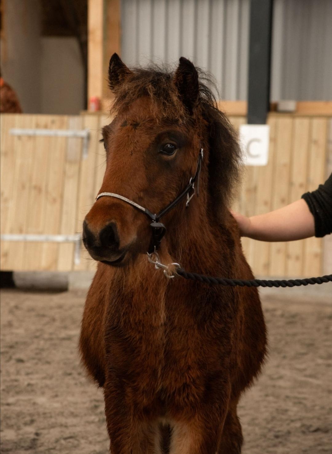 Islænder Gáski fra Østervang  billede 11