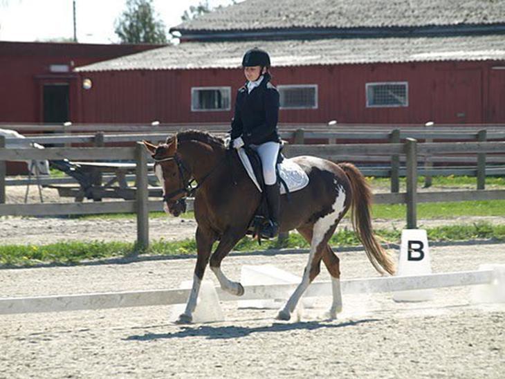 Hollandsk Sportspony Ainoa Van Uniken billede 3