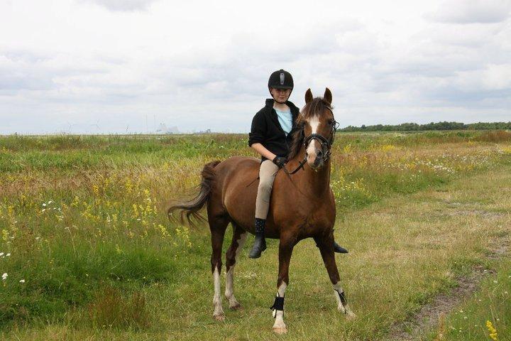 Hollandsk Sportspony Ainoa Van Uniken billede 7