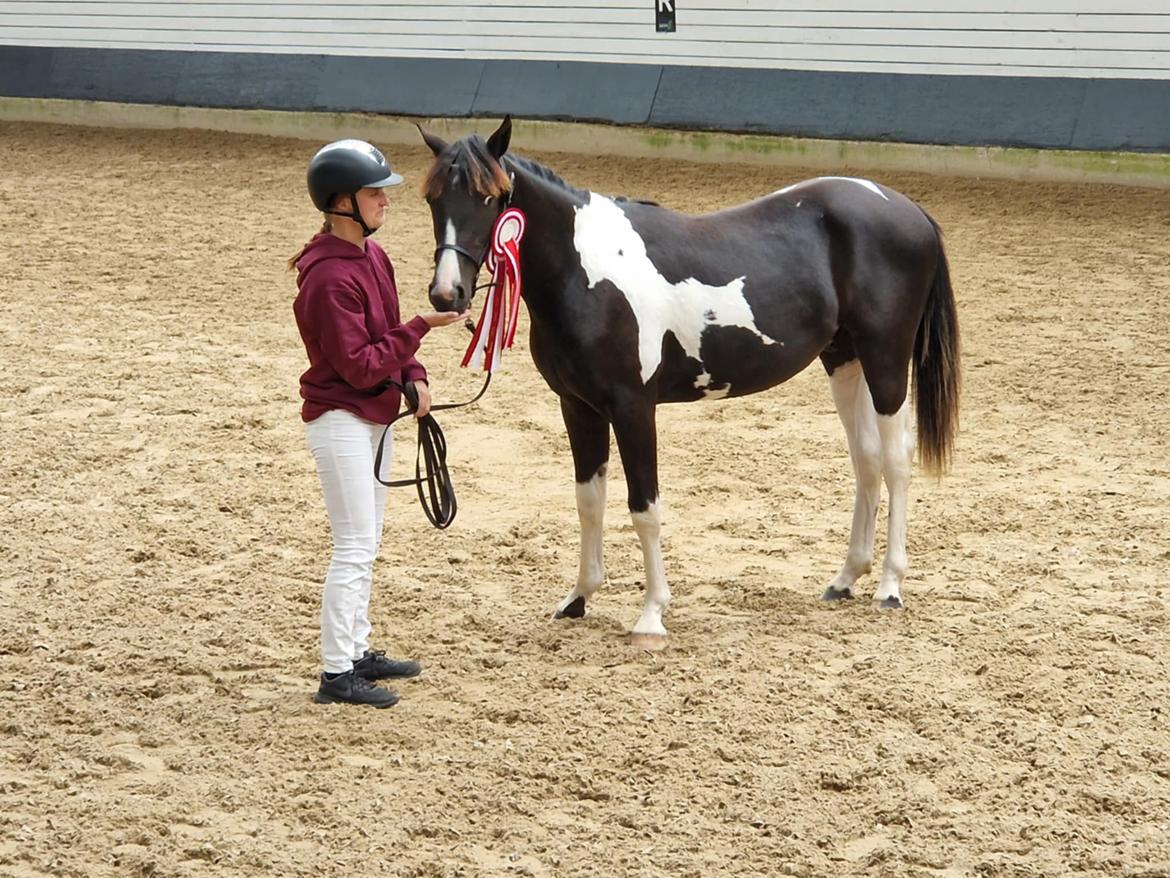 Pinto Hindbærgårdens Ashmore (Divle) billede 42