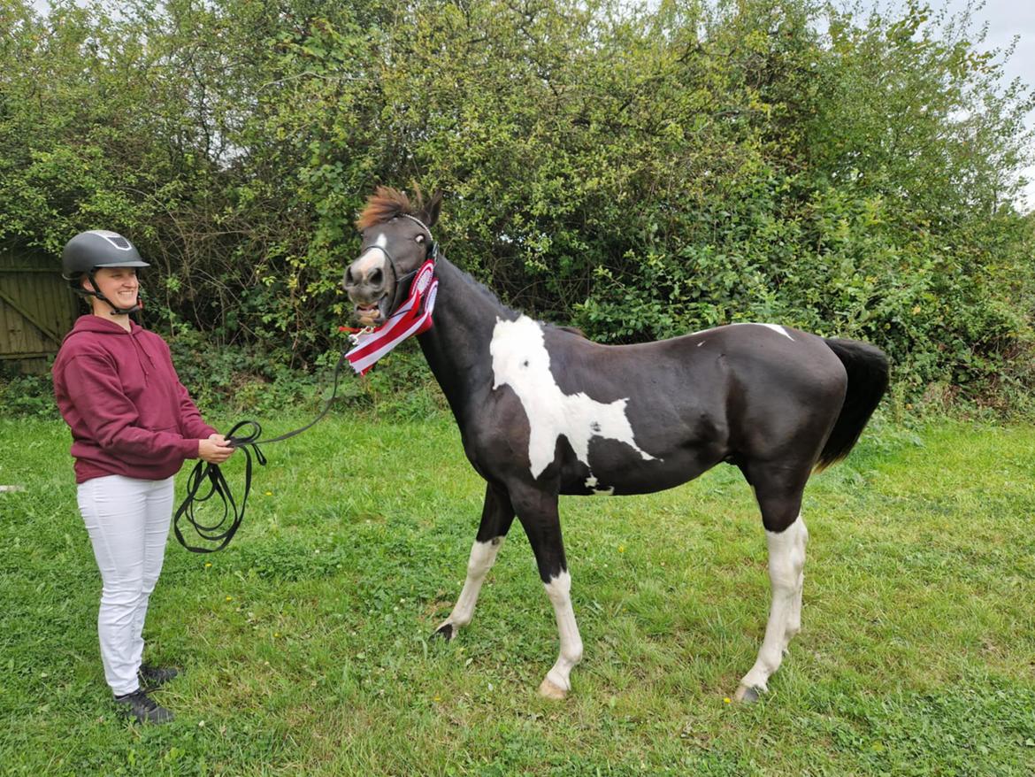 Pinto Hindbærgårdens Ashmore (Divle) billede 43